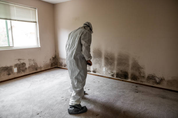 Best Commercial Mold Inspection  in Smithers, WV