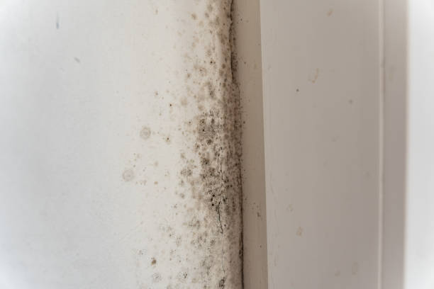 Best Crawl Space Mold Remediation  in Smithers, WV